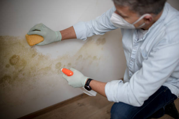 Reliable Kingston, OK Mold Removal Solutions