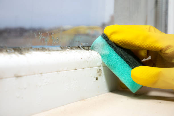 Best Fast Mold Removal  in Kingston, OK