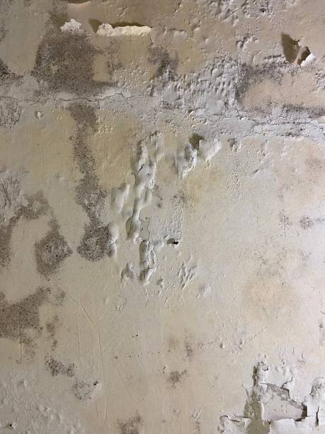 Best Black Mold Removal  in Kingston, OK