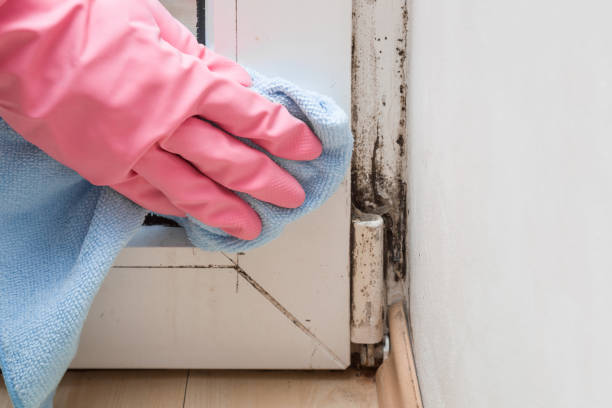 Best Commercial Mold Removal  in Kingston, OK